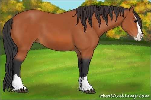 Horse Color:Bay Splash 