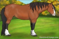 Horse Color:Bay Splash
