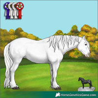 Horse Color:Liver Red Dun Mushroom Sabino Splash Appaloosa  and Liver Red Dun Chinchilla Sabino Splash 