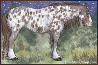 Horse Color:Liver Red Roan Sabino Splash Appaloosa  and Liver Red Roan Sabino Splash Appaloosa 