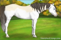 Horse Color:Amber Cream Champagne Dun Splash