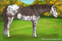Horse Color:Liver Chestnut Sabino Splash Blanket and Liver Chestnut Sabino Splash Snowcap