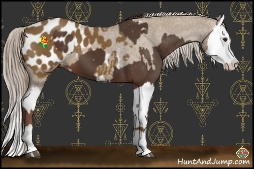 Horse Color:Liver Chestnut Sabino Splash Appaloosa and Chocolate Palomino Sabino Splash Appaloosa