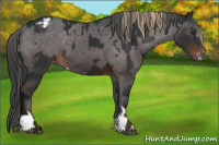 Horse Color:Gray Liver Chestnut Sabino Appaloosa  and Gray Bay Sabino Appaloosa 