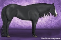 Horse Color:Black Splash