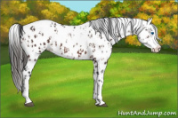 Horse Color:Brown Sabino Splash Appaloosa Rabicano  and Gray Brown Sabino Splash Appaloosa Rabicano 