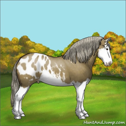 Horse Color:Chocolate Palomino Dun Splash Appaloosa 