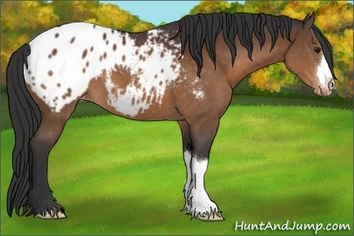 Horse Color:Bay Appaloosa