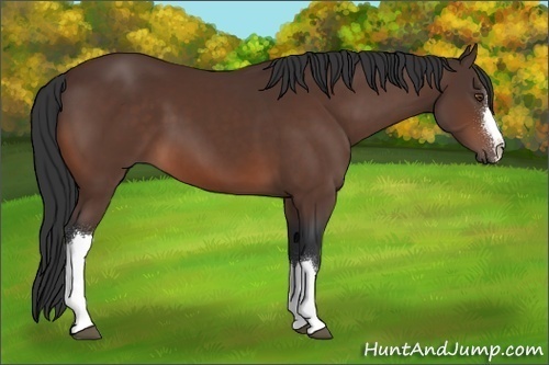 Horse Color:Brown 