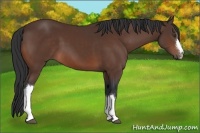 Horse Color:Brown 