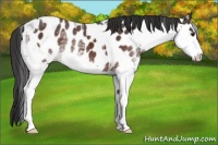 Horse Color:Brown Sabino Splash Appaloosa  and White Spotted Brown Sabino Splash Appaloosa 