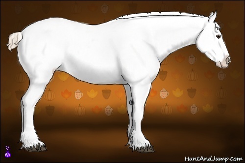 Horse Color:Chestnut Appaloosa 