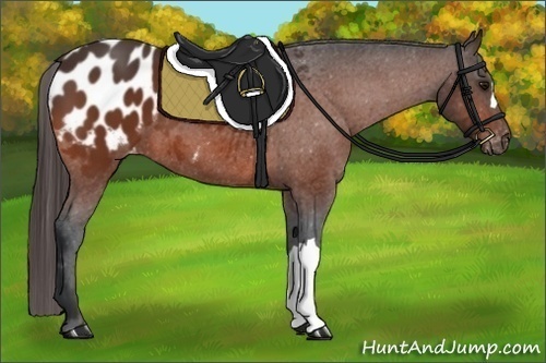 Horse Color:Bay Appaloosa
