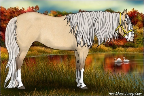 Horse Color:Silver Bay Roan Dun Splash Rabicano