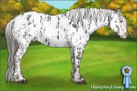 Horse Color:Liver Chestnut Mushroom Sabino Splash Appaloosa  and Gray Liver Chestnut Sabino Splash Appaloosa 