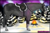 Horse Color:Black Sabino Splash Rabicano 