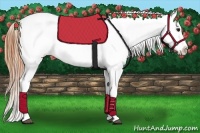 Horse Color:Buckskin Appaloosa