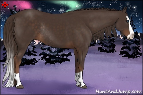 Horse Color:Liver Chestnut Splash Rabicano
