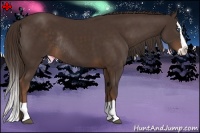 Horse Color:Liver Chestnut Splash Rabicano