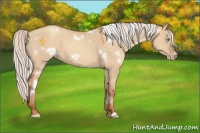 Horse Color:White Spotted Silver Sable Champagne Dun 