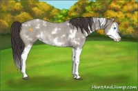 Horse Color:White Spotted Smoky Grullo Roan Splash Rabicano