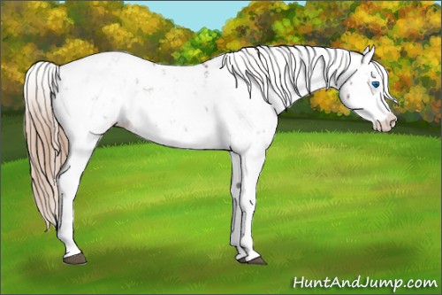 Horse Color:Liver Chestnut Sabino Splash Appaloosa and Liver Chestnut Sabino Splash Appaloosa