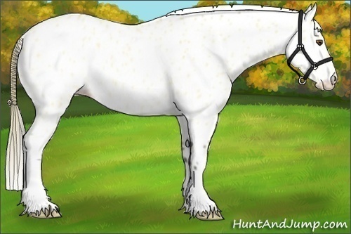 Horse Color:Buckskin Dun Appaloosa Rabicano 