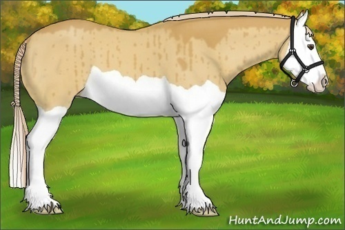 Horse Color:Palomino Dun Splash