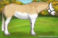 Horse Color:Palomino Dun Splash