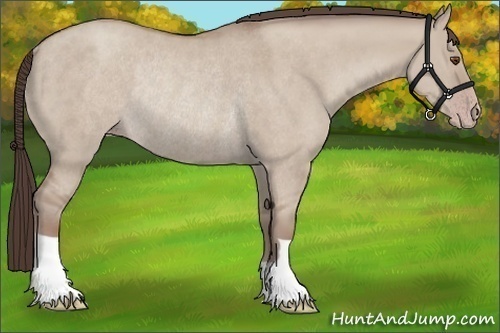 Horse Color:Classic Champagne Dun Rabicano