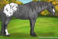 Horse Color:Black Appaloosa 