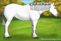 Horse Color:Black Near Leopard