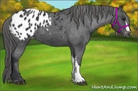 Horse Color:Black Appaloosa 
