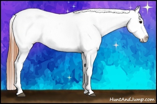 Horse Color:Brown Splash Appaloosa