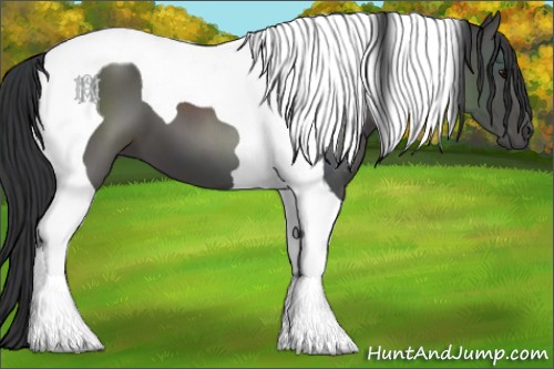 Horse Color:Black Tobiano 