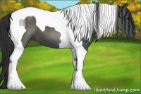 Horse Color:Black Tobiano 