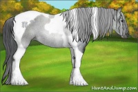 Horse Color:Black Tobiano 