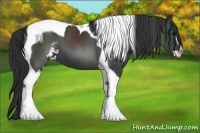 Horse Color:Black Sabino Tobiano 