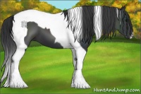 Horse Color:Black Tobiano 