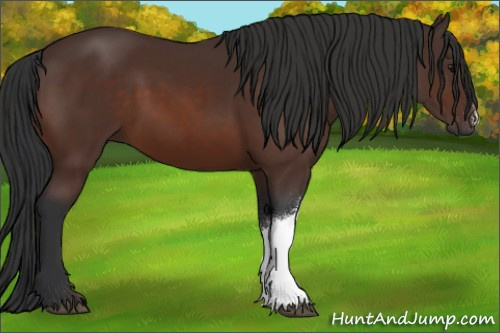 Horse Color:Brown 