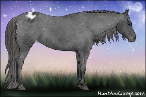 Horse Color:Black Appaloosa 