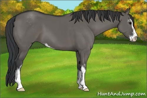 Horse Color:Grullo Sabino
