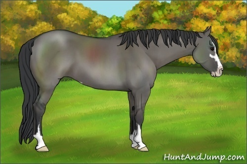 Horse Color:Grullo Sabino 