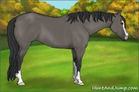 Horse Color:Grullo Sabino