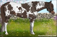 Horse Color:White Spotted Liver Chestnut 