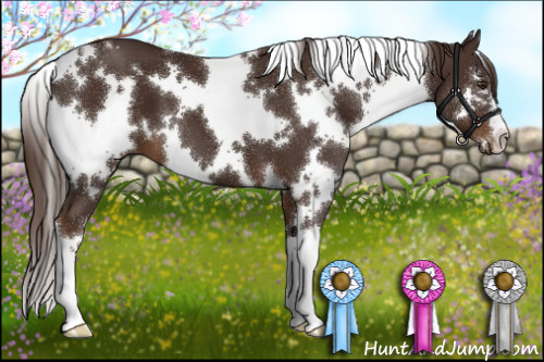 Horse Color:White Spotted Liver Chestnut 