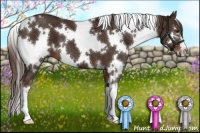 Horse Color:White Spotted Liver Chestnut