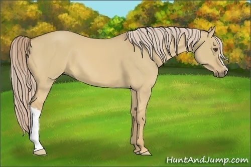 Horse Color:Palomino Dun 