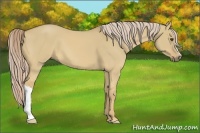 Horse Color:Palomino Dun 