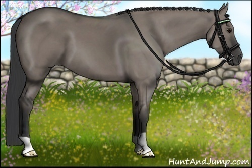 Horse Color:Grullo 